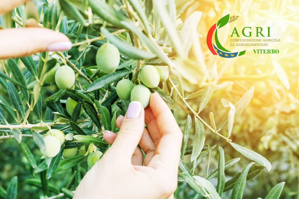 Raccolta delle Olive